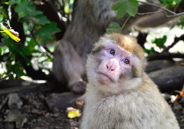 Portrait of a cute but sad monkey