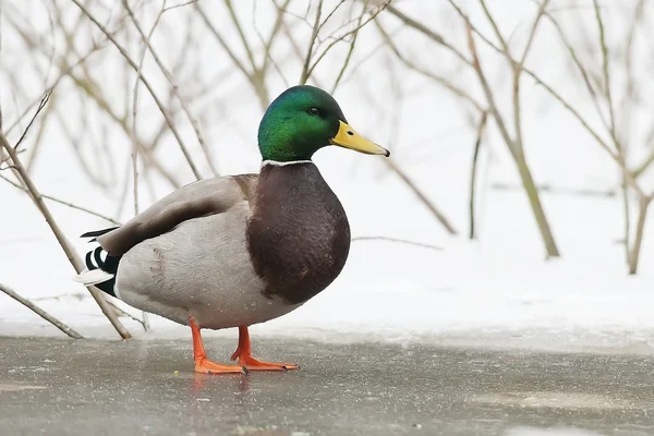 Mallard on the frozen lake