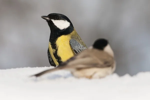 Tit birds in the snow