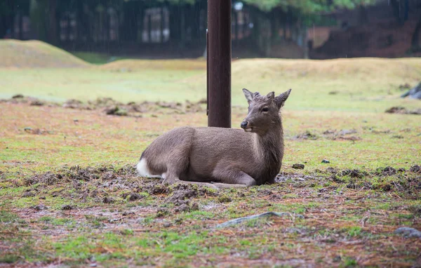 Deer of nara park in rainy day