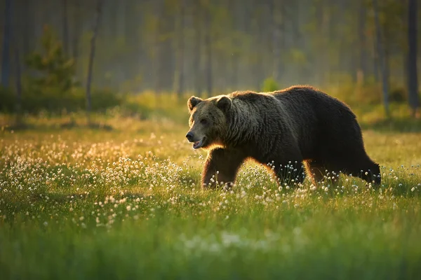 Wild big male brown bear in the flowering grass