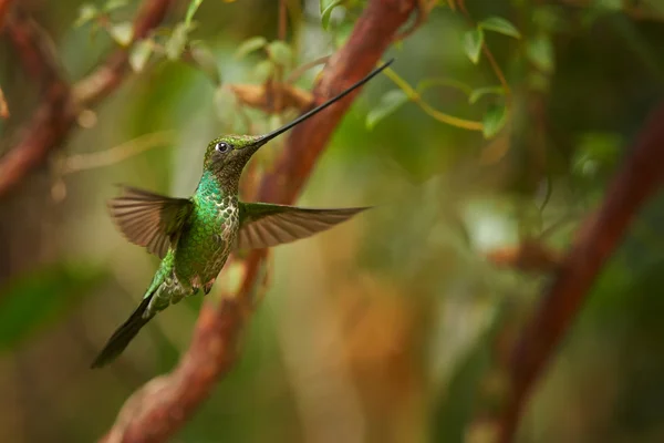 Sword-billed Hummingbird Ensifera hovering in the air