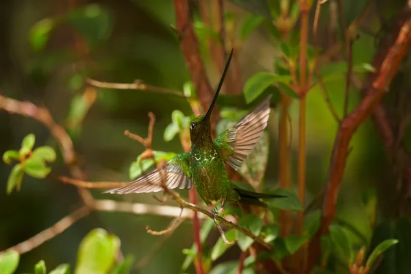 Unique big and green male Sword-billed Hummingbird Ensifera  perched on twig