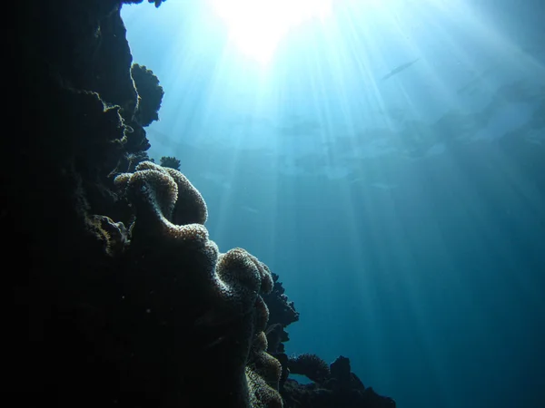Underwater zen, Western Australia