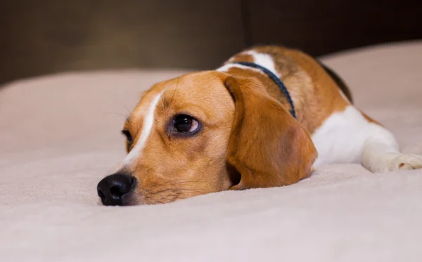 Beagle dog want to sleep at home
