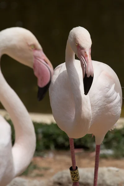 Zoo animals in Limassol zoo park, Cyprus