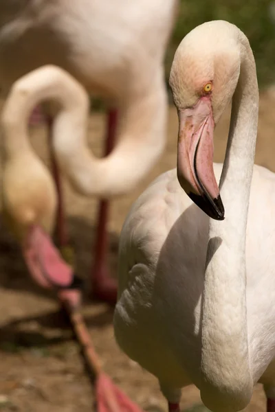 Zoo animals in Limassol zoo park, Cyprus