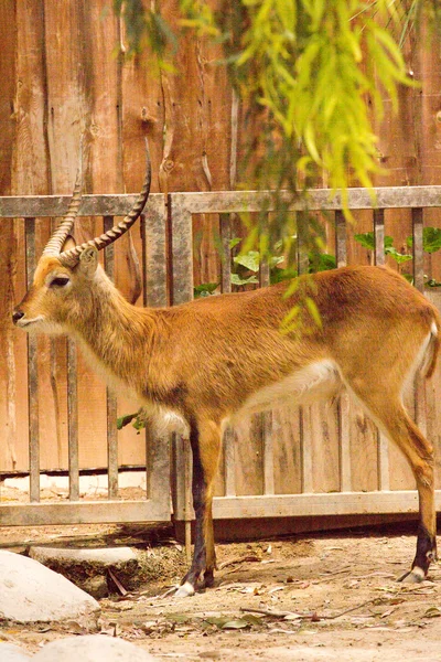 Zoo animals in zoo park, Cyprus