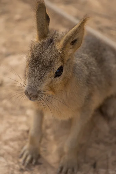 Zoo animals in Cyprus zoo park