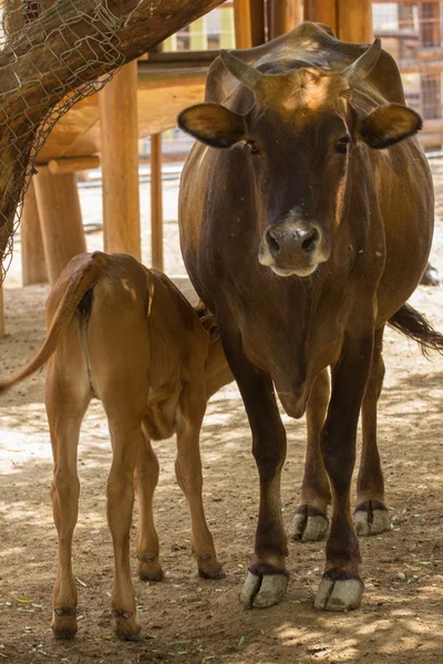 Zoo animals in Cyprus zoo park