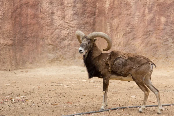 Zoo animals in Cyprus zoo park