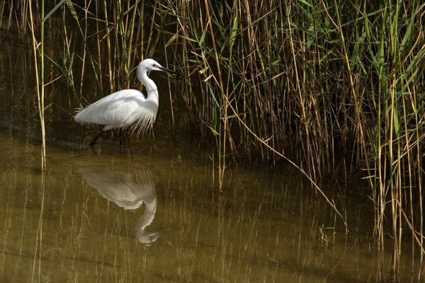Birds on the swamp, Cyprus