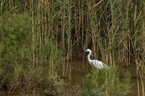 Birds on the swamp, Cyprus