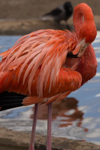 Pink flamingo preening its feathers on the pond