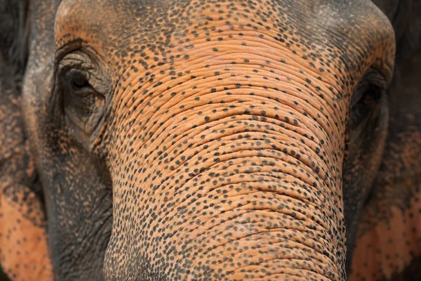 See to eyes of elephant