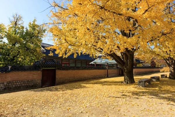 A kind of yellow Ginkgo tree and korean royal palace wall in the blue sky at the fall in korea.