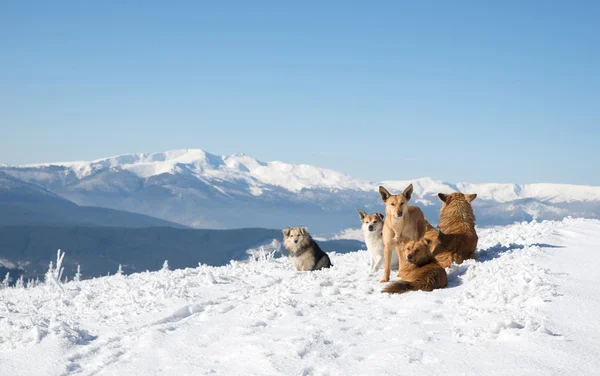 Several dogs sitting on mountain landscape background