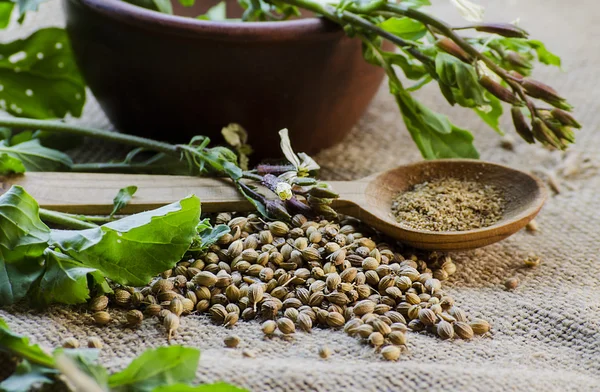 Leaves and coriander seeds