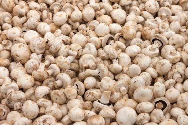 Pile of raw white mushrooms
