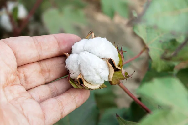 Grower harvested cotton