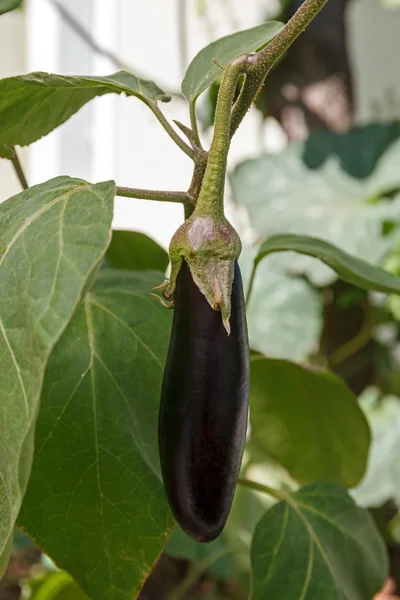 Black garden eggplant