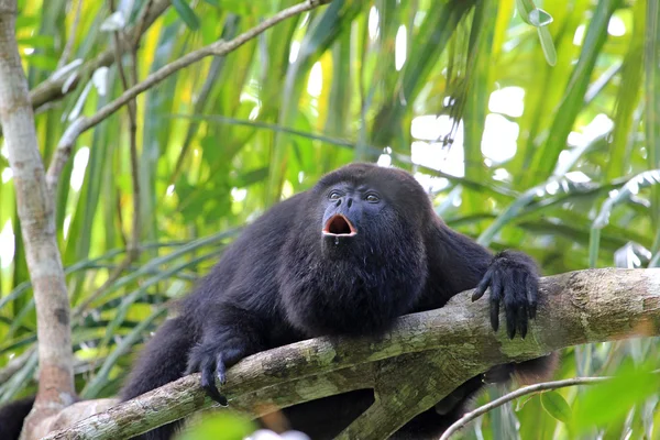 Black howler monkey howling