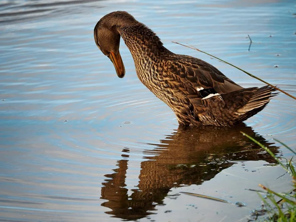 Duck reflects in water