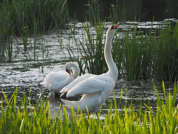 Swans on the lake among the reeds