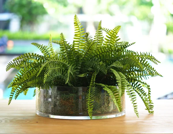 Green fern leaves in the vase, nature background