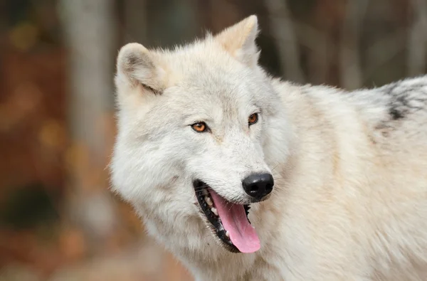 Face of white wolf