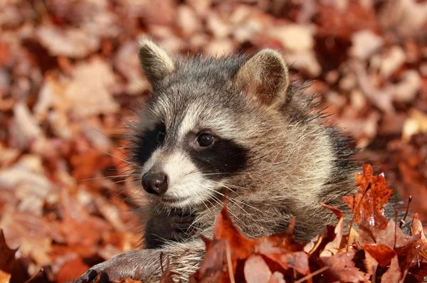 Raccoon during autumn