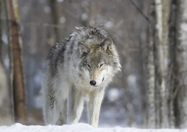 Gray wolf during winter