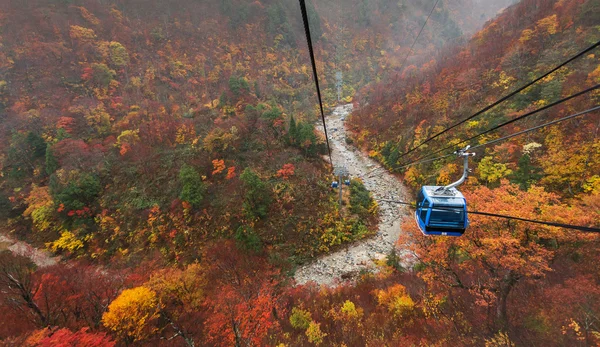 Cable car above  wooded mountains