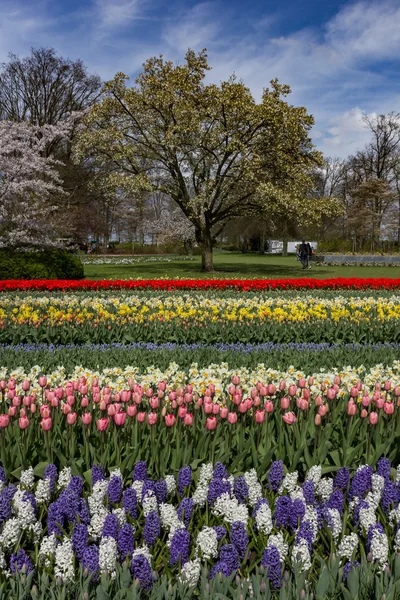 Tulip flowers in Netherlands