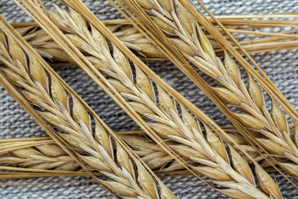 Barley ears on linen background