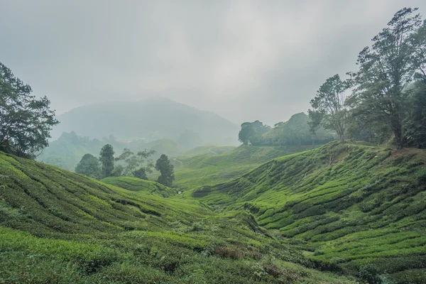 Tea Plantations, Cameron Highlands, Foggy tea plants, Malaysia.