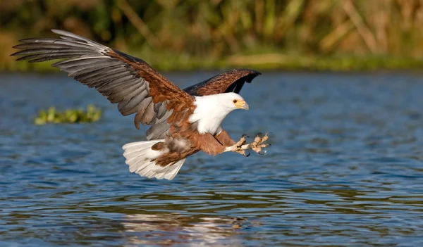 Fish eagle flying low over the water of Lake Naivasha and claws stretched out with claws for a moment before the attack on the fish