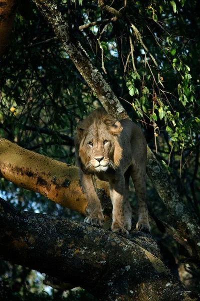 Young lion standing on a tree branch and watching for prey in the African savannah