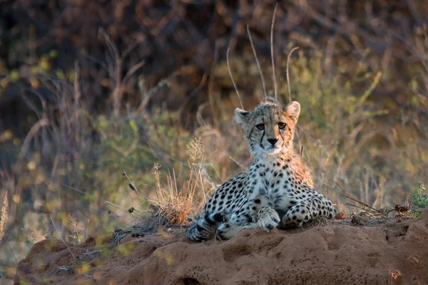 Cheetah baby at sunset lying on the African savannah, looking sadly into the distance