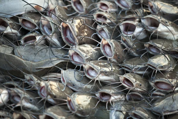 Catfish flock swarming near the shore and opening their mouths in anticipation of food