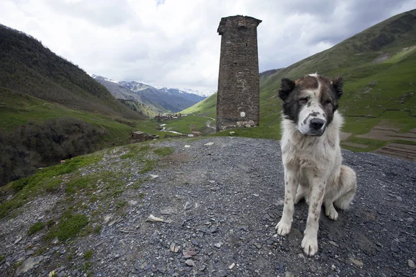 Central Asian Shepherd dog sitting on a background of the security Svan towers and Greater Caucasus mountain landscape Ushguli village