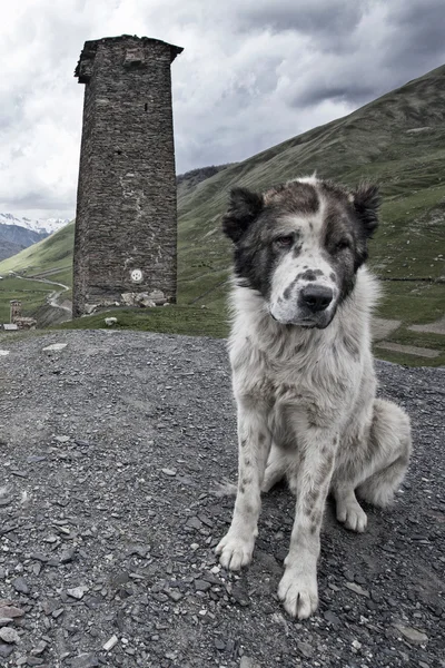 Central Asian Shepherd Dog on guard against Svan towers, Ushguli