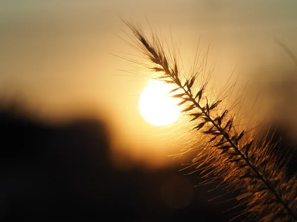 Sunset Grass flower with sunset light background