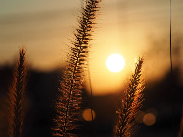 Sunset Grass flower with sunset light background