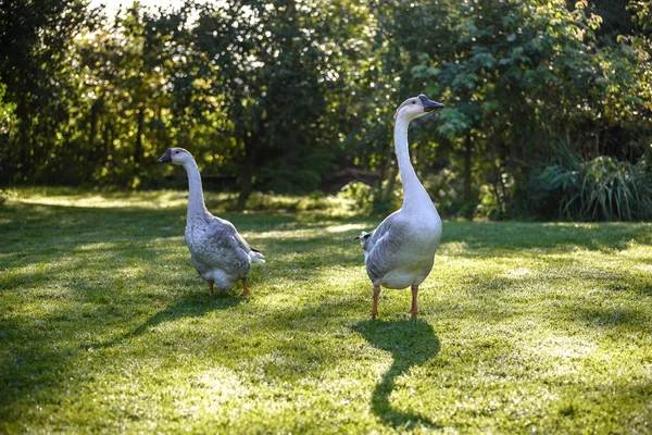 Pair of white geese standing outdoors.