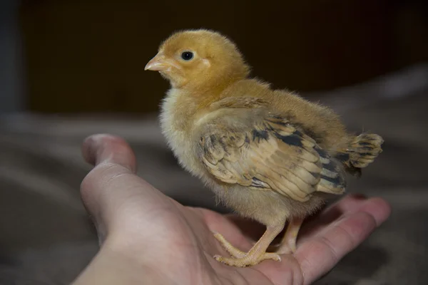Little chick sitting on the hand