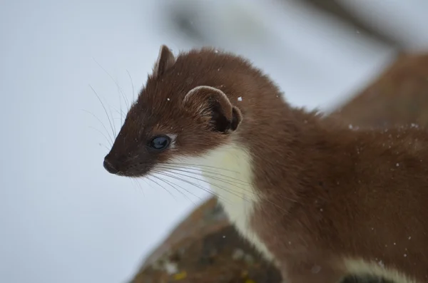 A small, curious weasel looks into the distance.