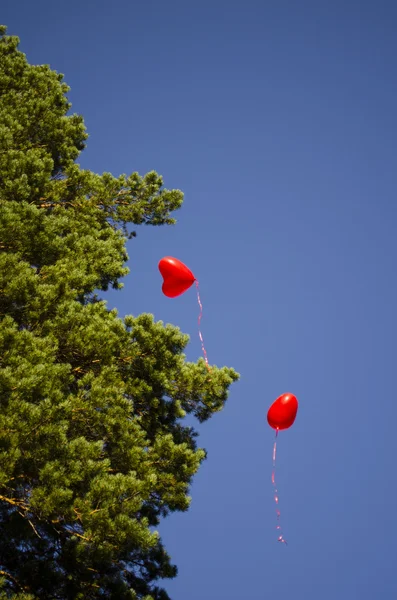 Balloons fly into the sky.