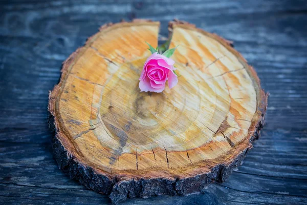 Pink rose bud on a circular saw cut a wooden surface