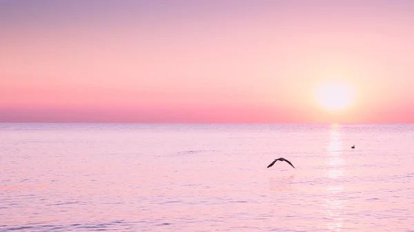 Flying Seagull at sunrise on sea on the background of a peaceful sea and rising sun.